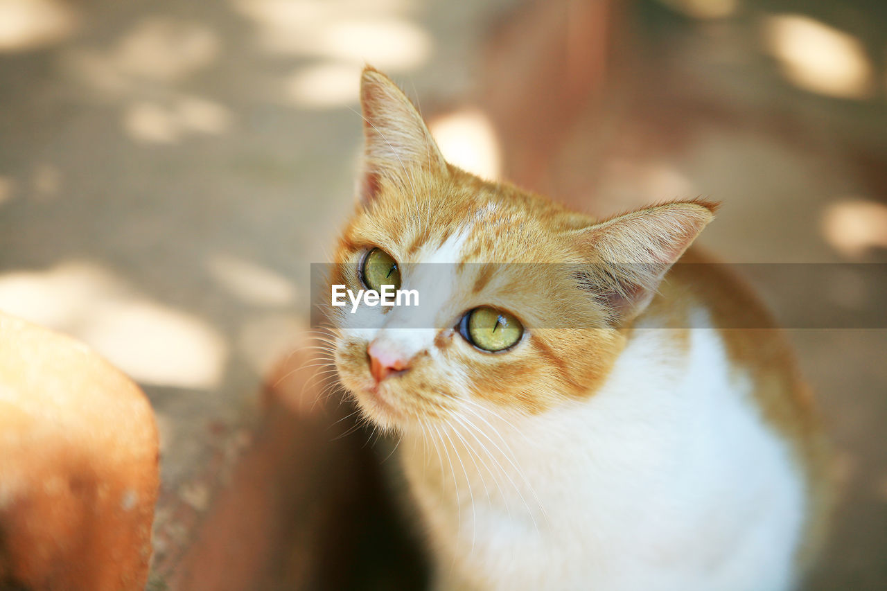 Close-up portrait of kitten