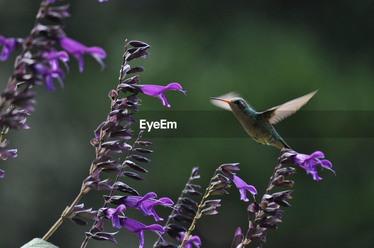 Close-up of hummingbird hovering on purple flowers