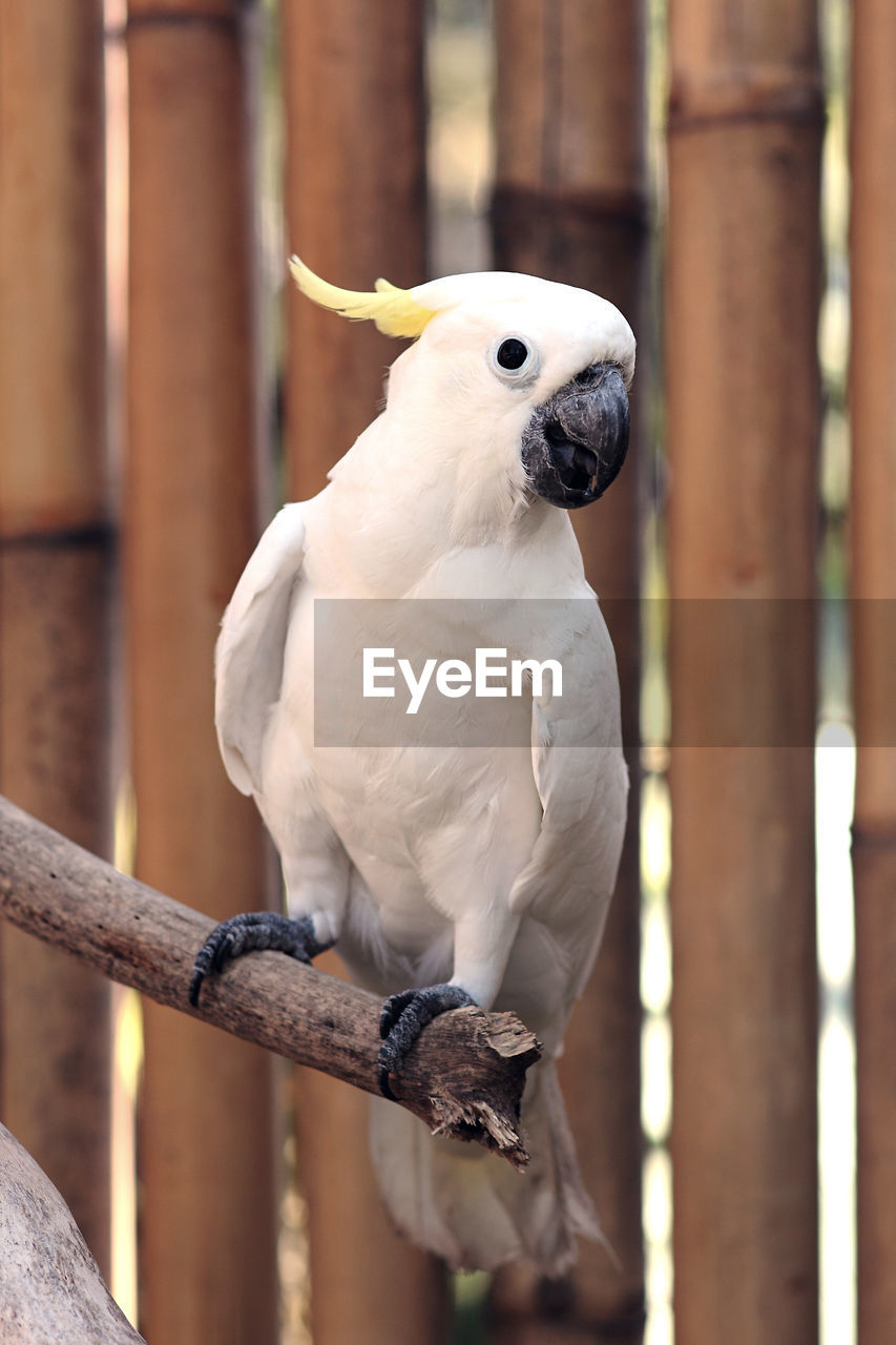 CLOSE-UP PORTRAIT OF PARROT PERCHING ON WOOD