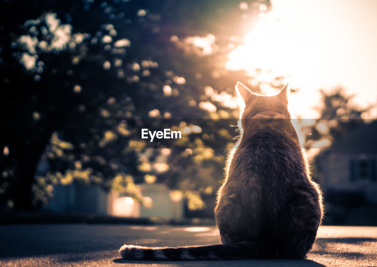 Low angle view of cat sitting on street