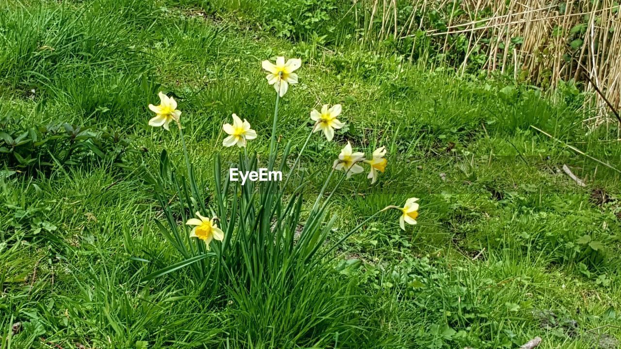 YELLOW FLOWERS BLOOMING ON GRASSY FIELD