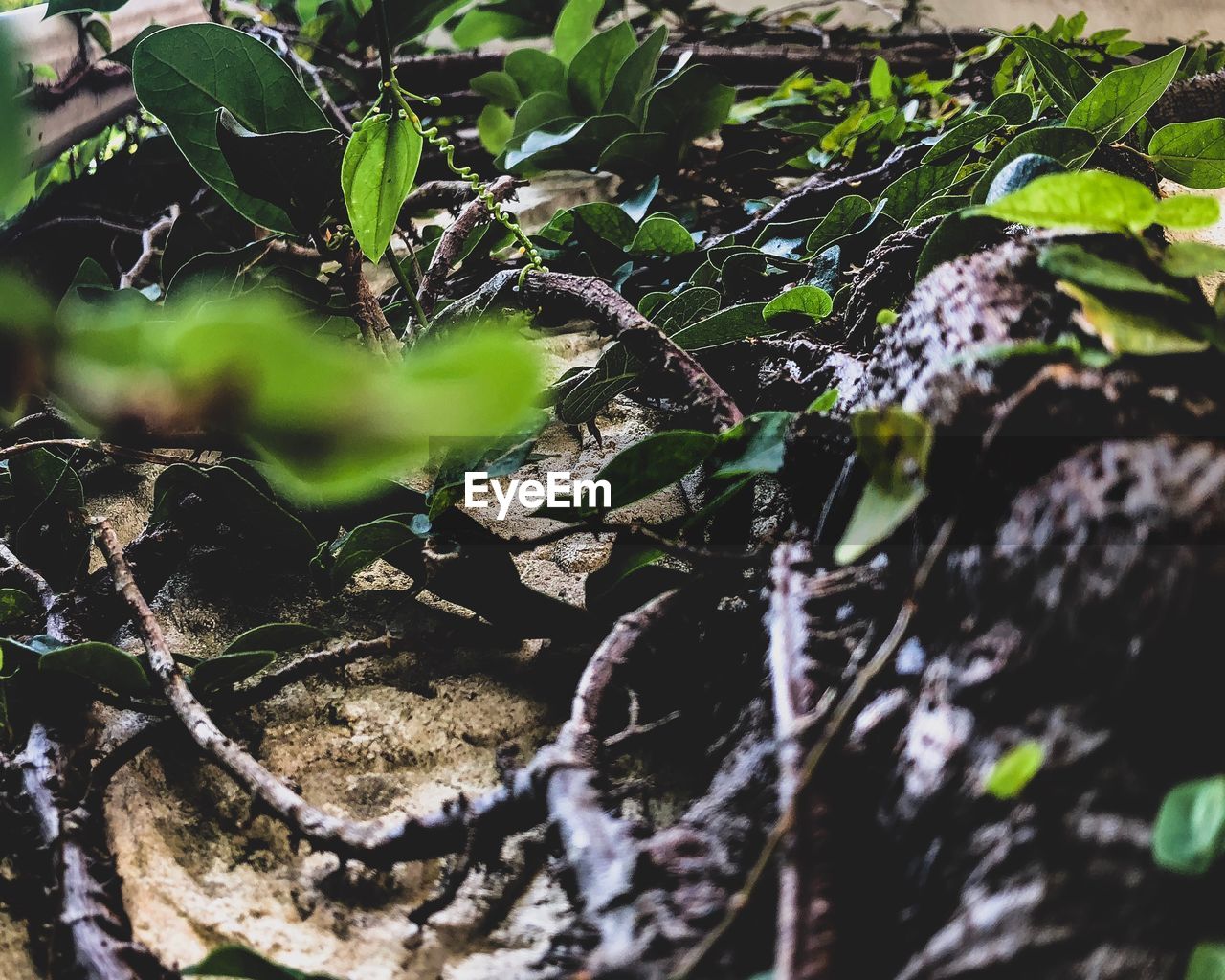 CLOSE-UP OF TREE TRUNK