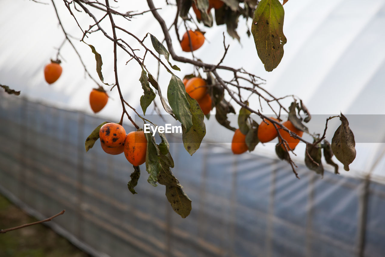 Low angle view of persimmons growing on tree by greenhouse