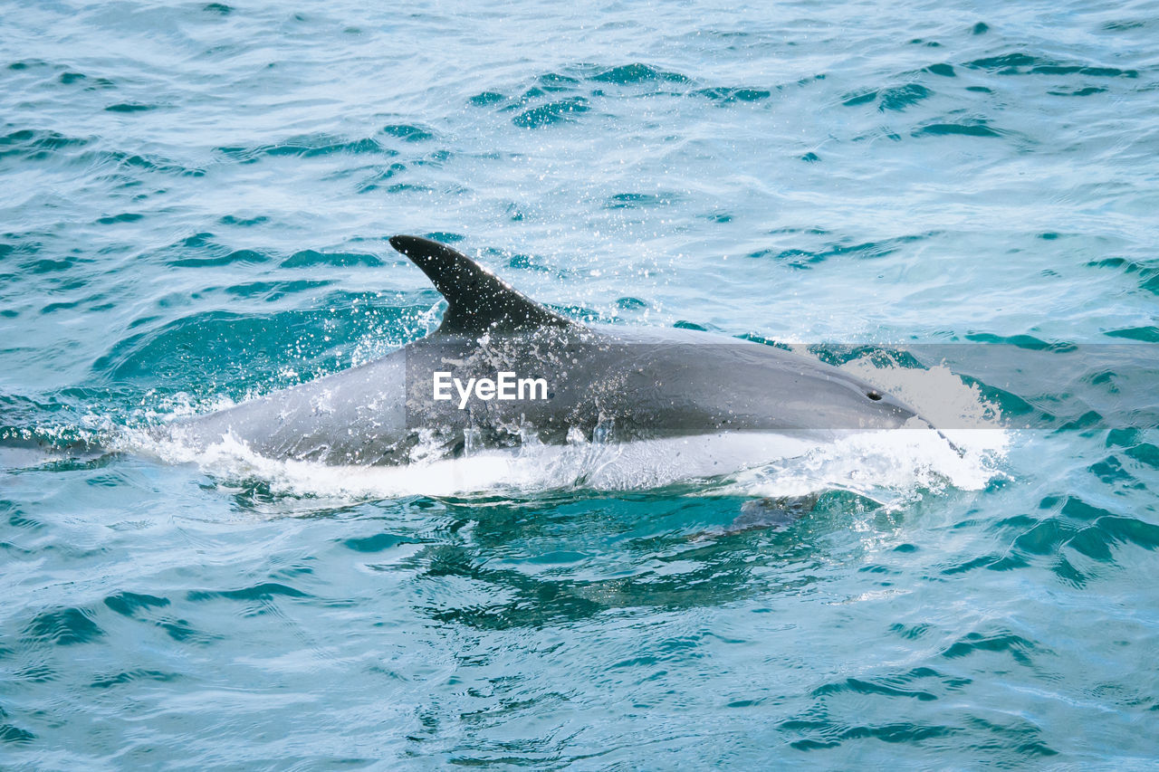 View of a dolphin in sea