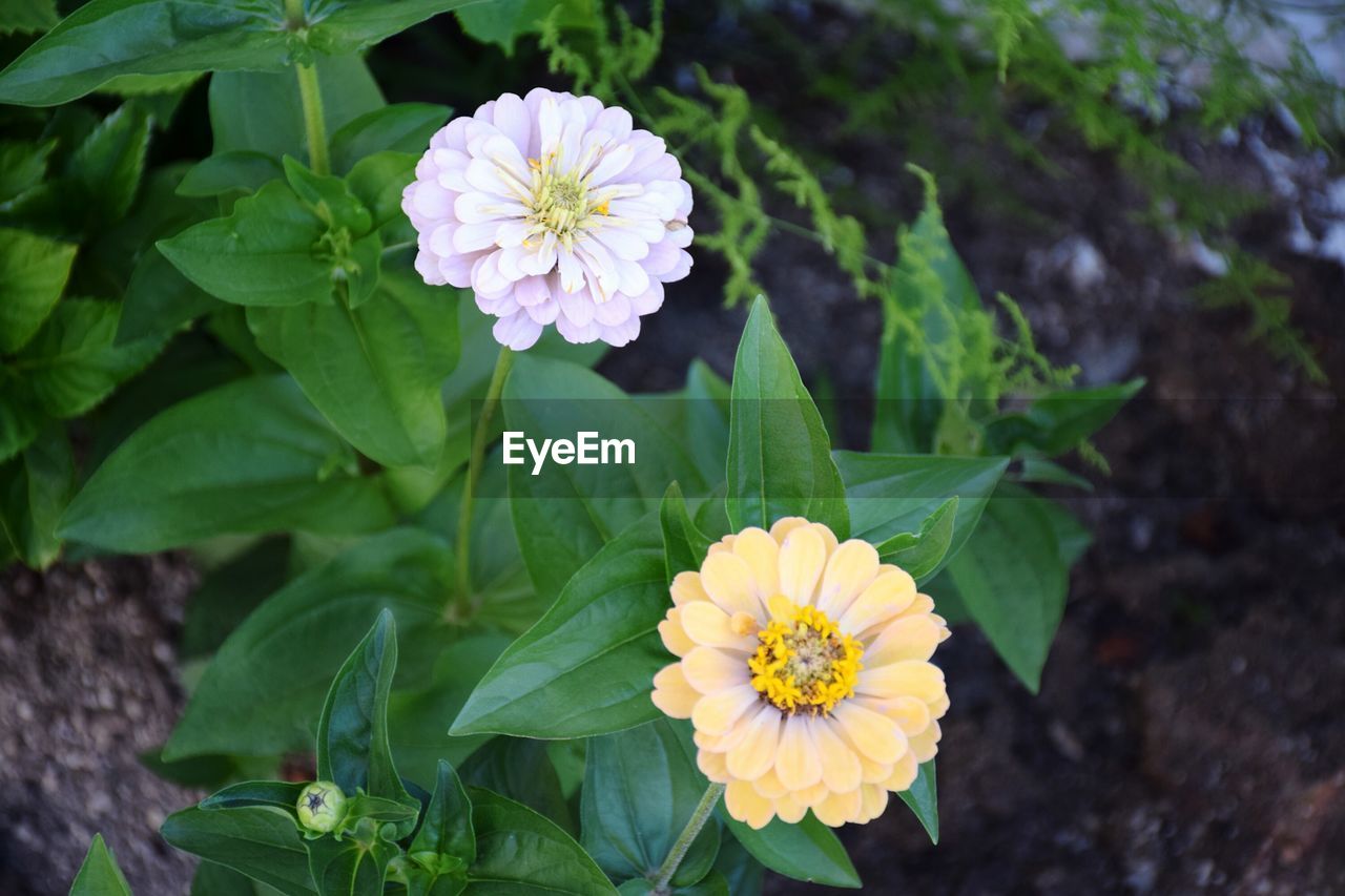 CLOSE-UP OF FLOWERS BLOOMING OUTDOORS