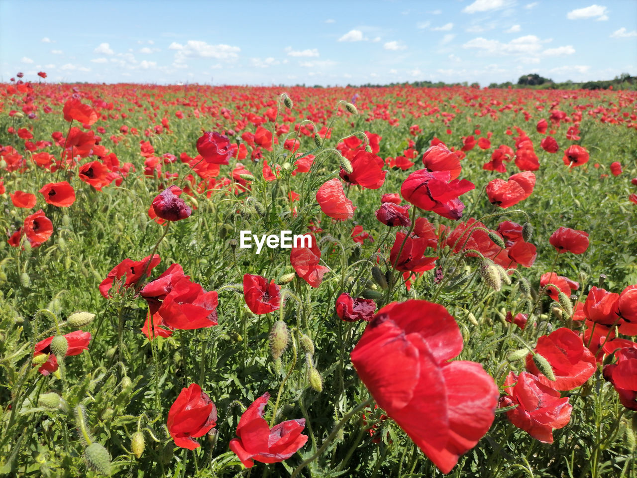 CLOSE-UP OF RED POPPIES ON FIELD