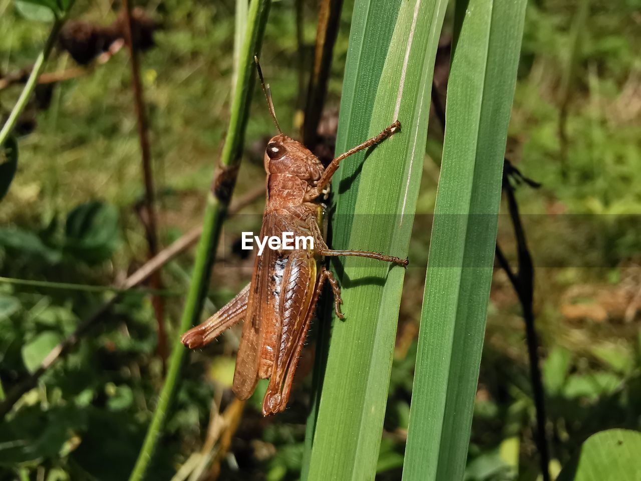 CLOSE-UP OF GRASSHOPPER