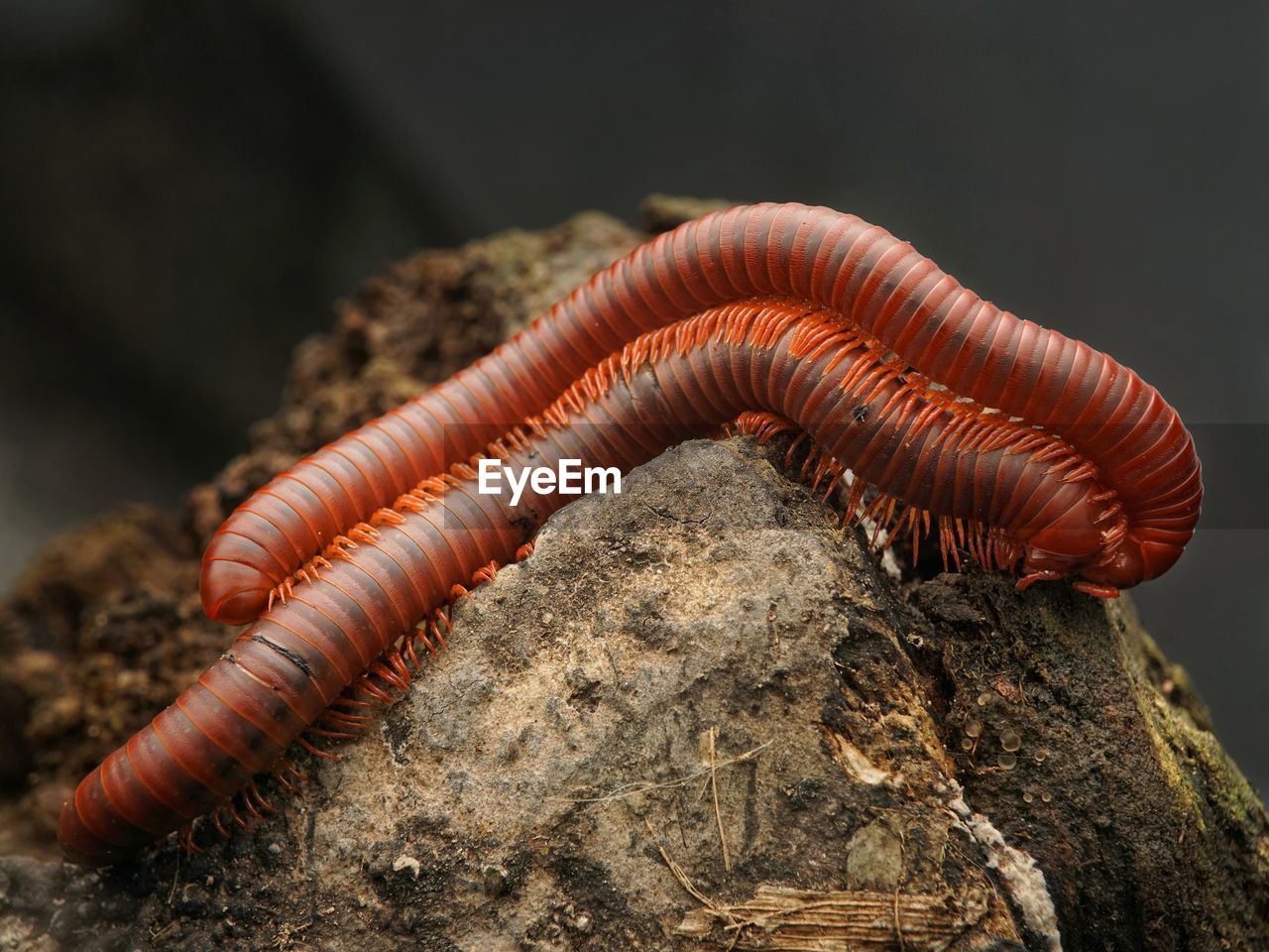 Macro photo of insects, millipedes.