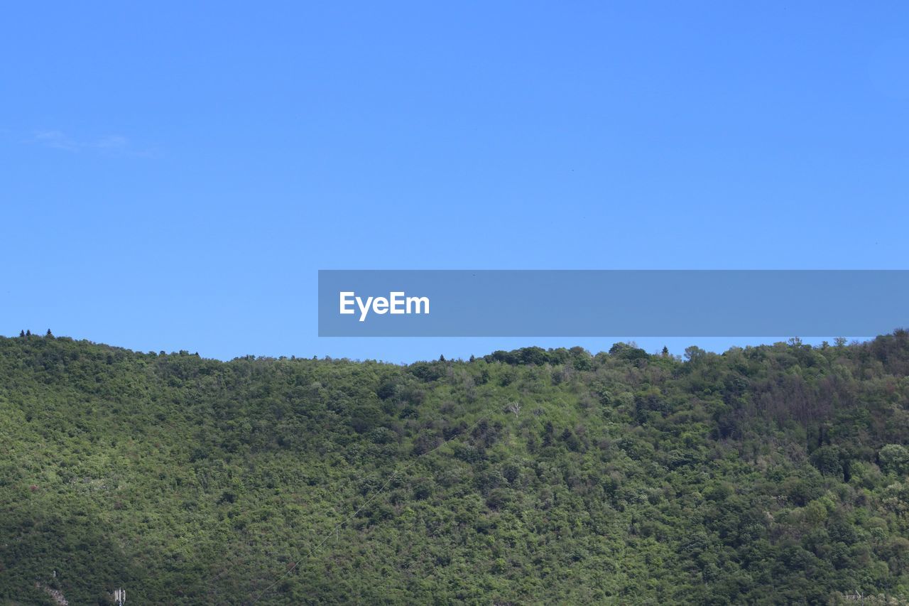 SCENIC VIEW OF TREES AGAINST CLEAR SKY