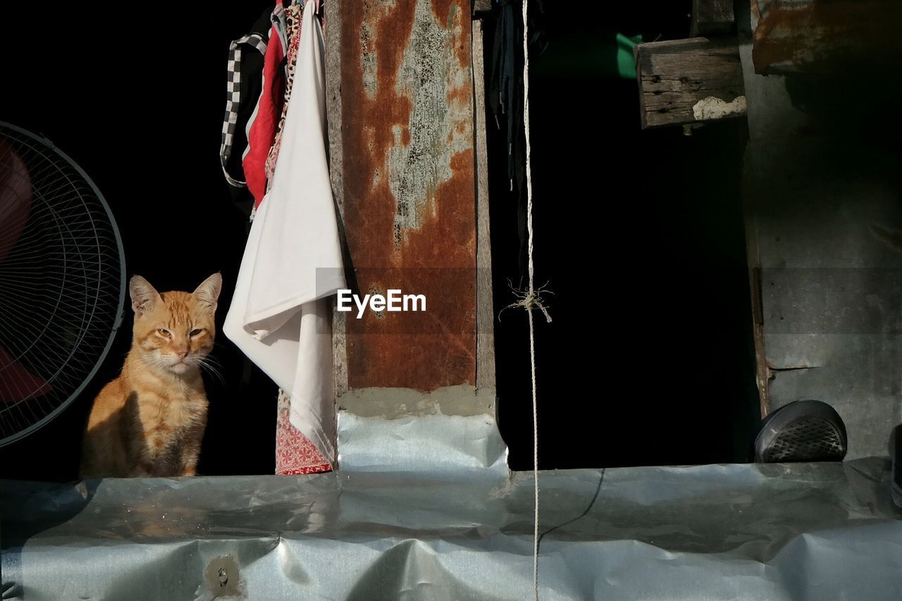 Close-up portrait of a cat