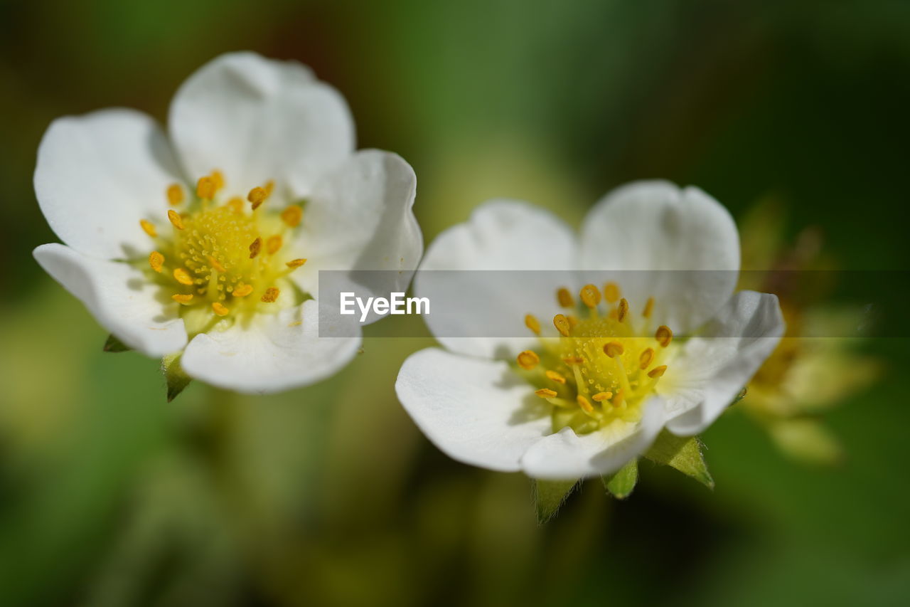 CLOSE-UP OF WHITE DAISY FLOWER