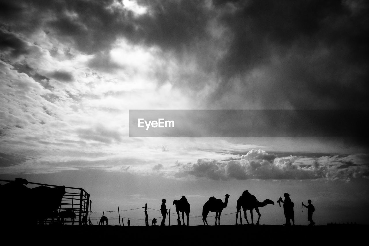 Silhouette of camels and tourists in desert