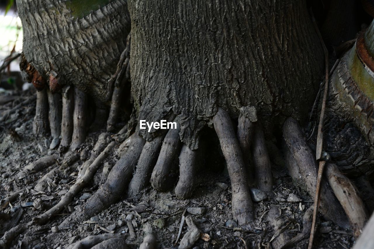 Close-up of tree trunk