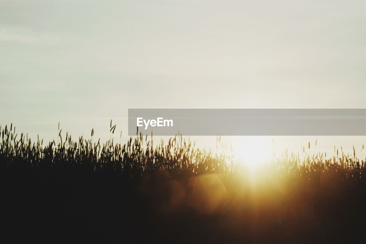 PLANTS GROWING ON AGRICULTURAL FIELD AGAINST SKY