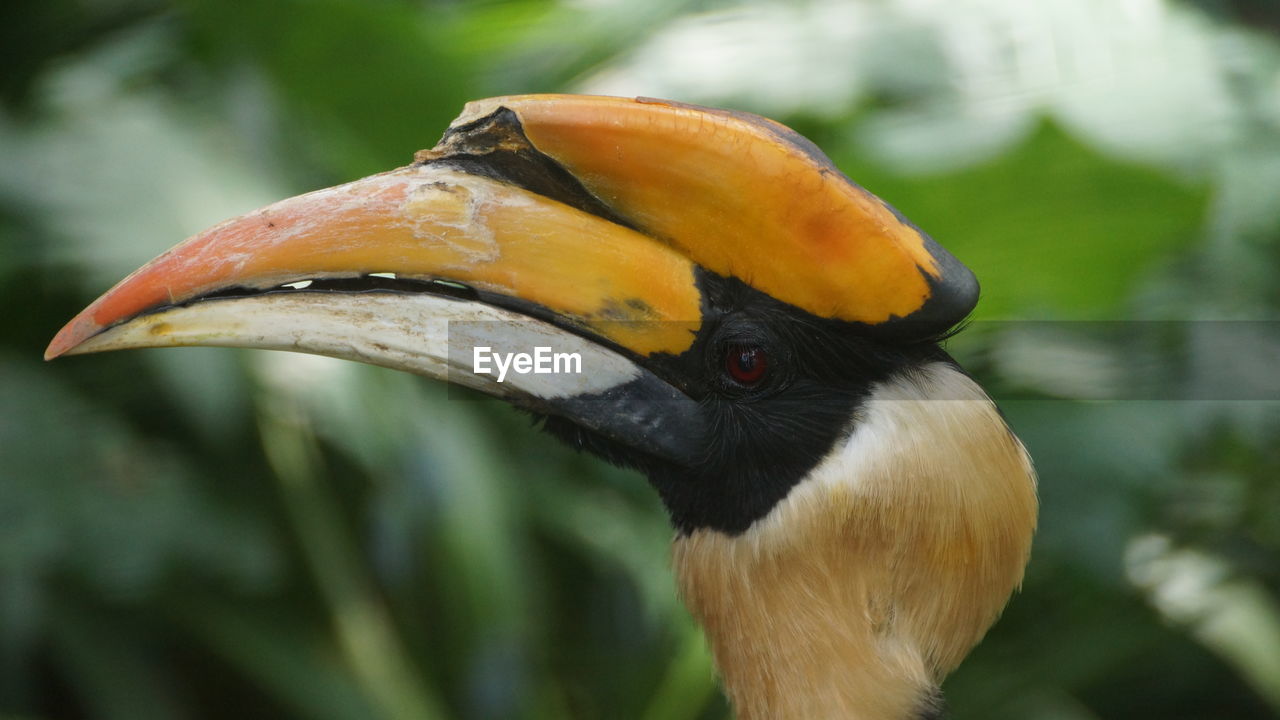 Close-up of a bird