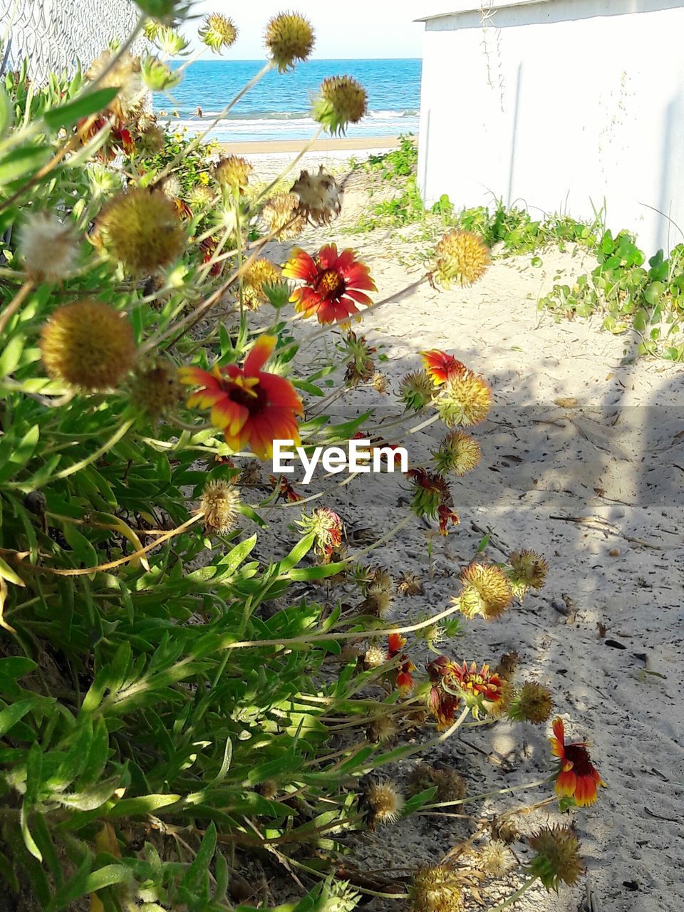 HIGH ANGLE VIEW OF FLOWERS GROWING AT BEACH