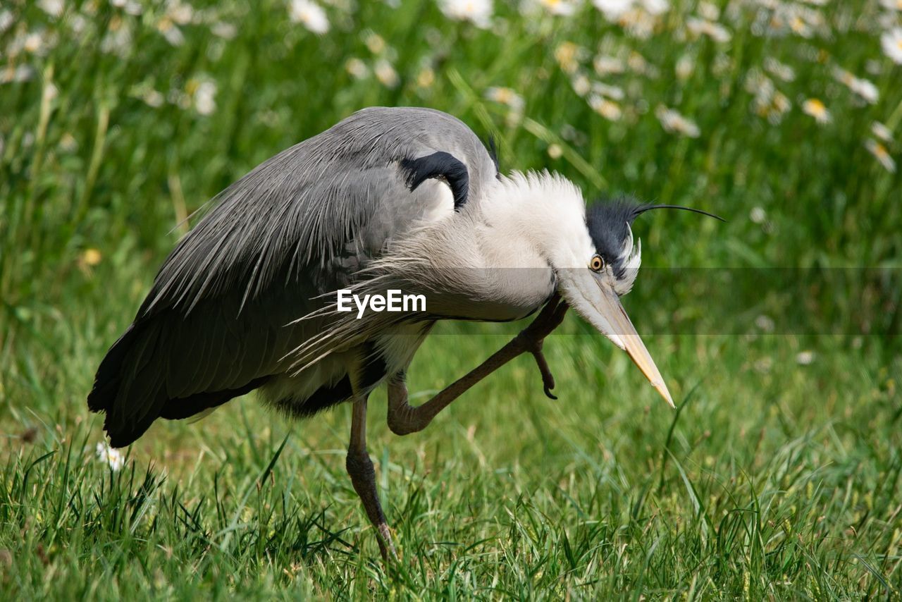 CLOSE-UP OF BIRD ON GRASS