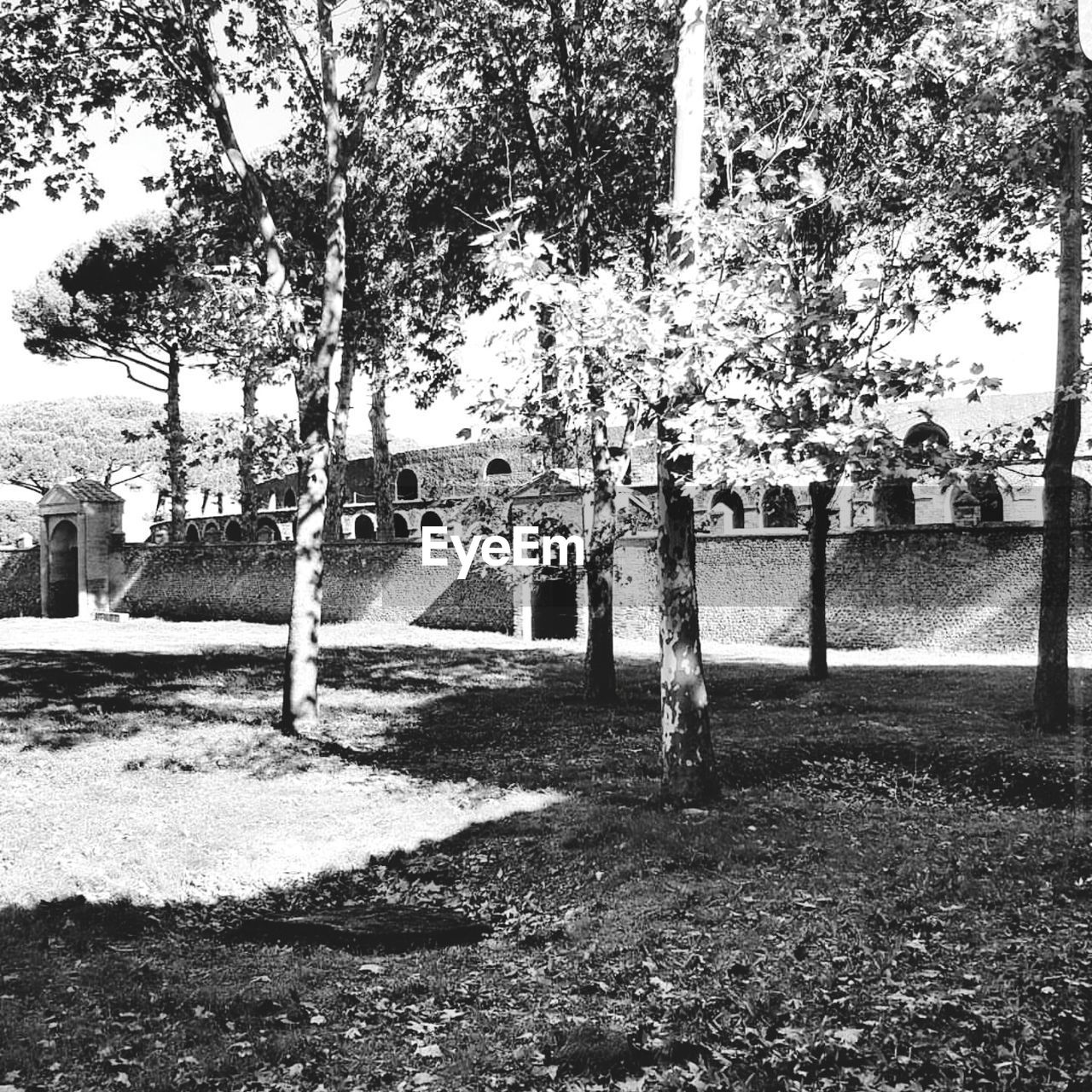 TREES IN PARK