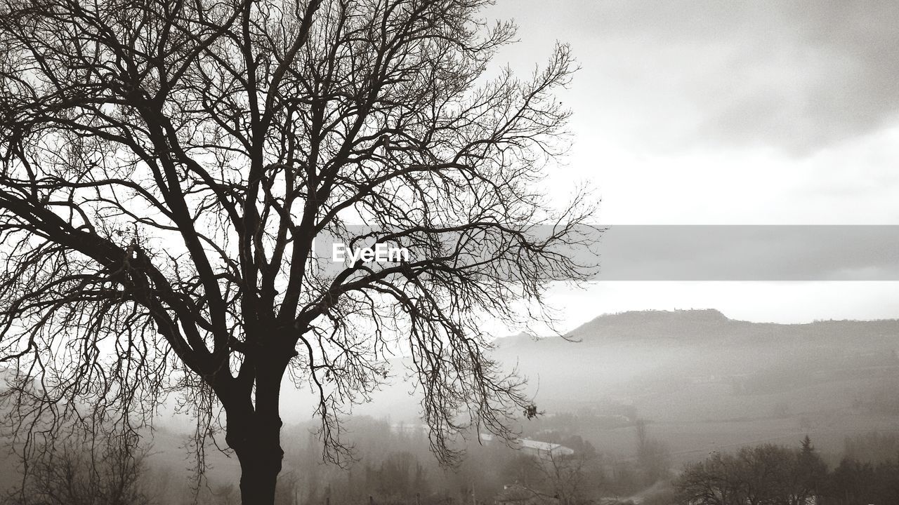 VIEW OF TREE AGAINST MOUNTAIN