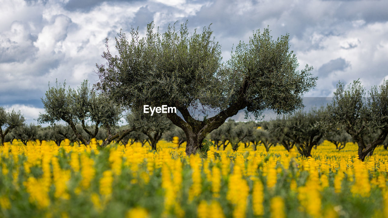 Olive trees against sky