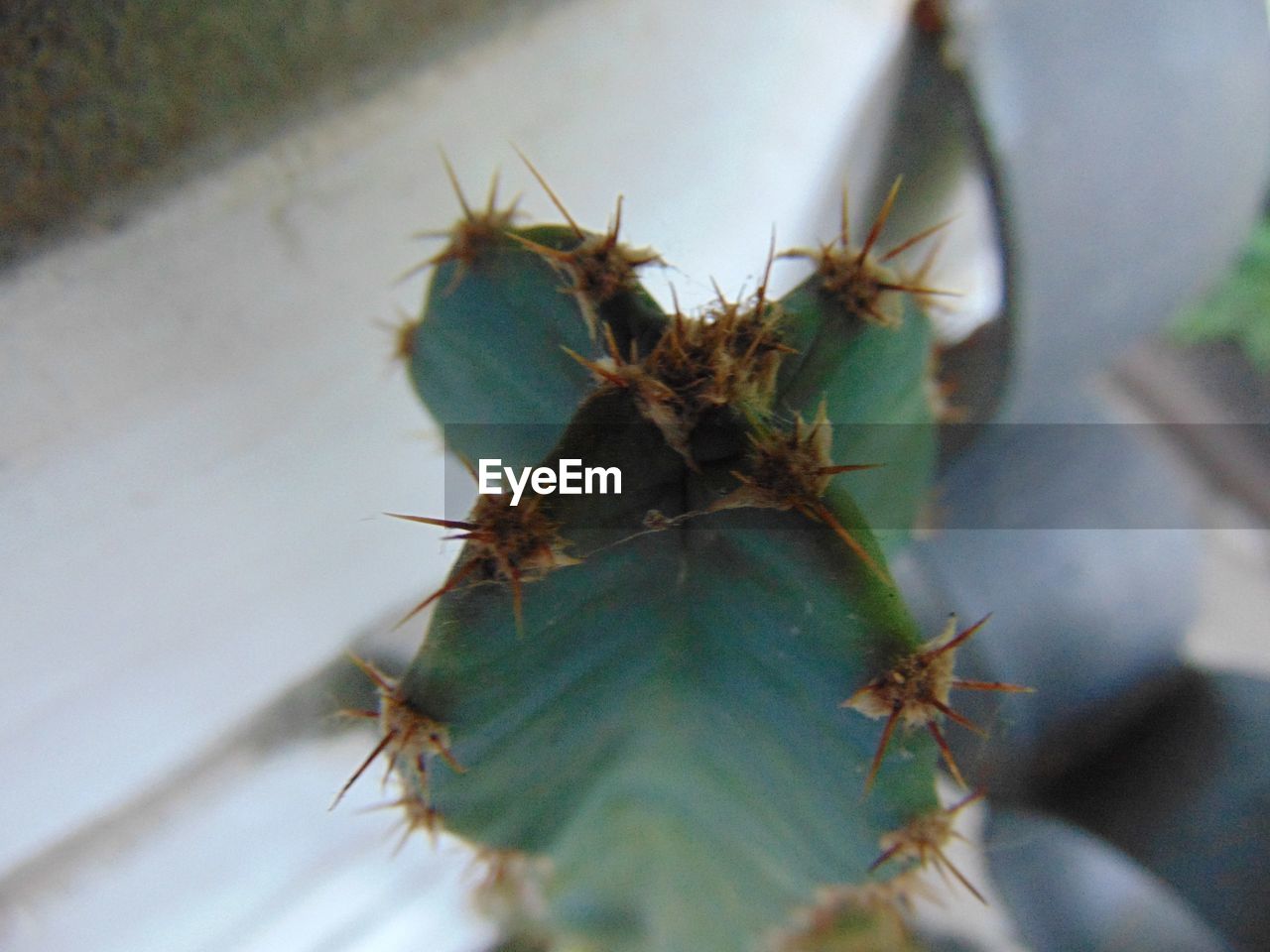 CLOSE-UP OF HOUSEFLY ON PLANT