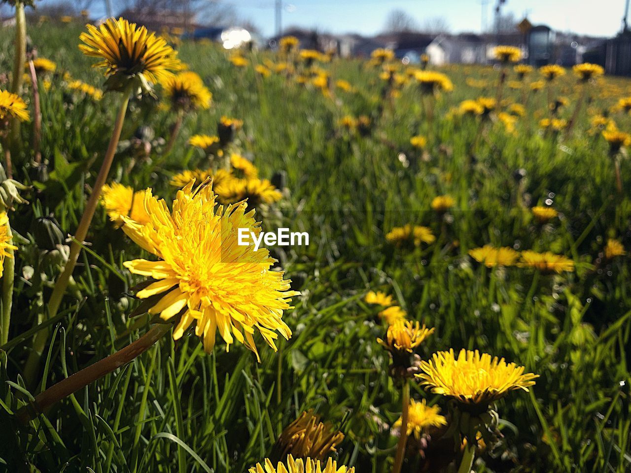 CLOSE-UP OF SUNFLOWERS BLOOMING ON FIELD