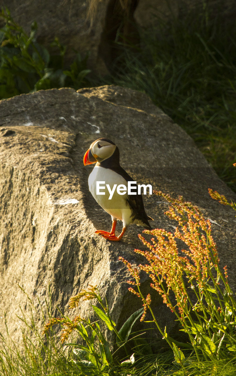 Bird perching on rock