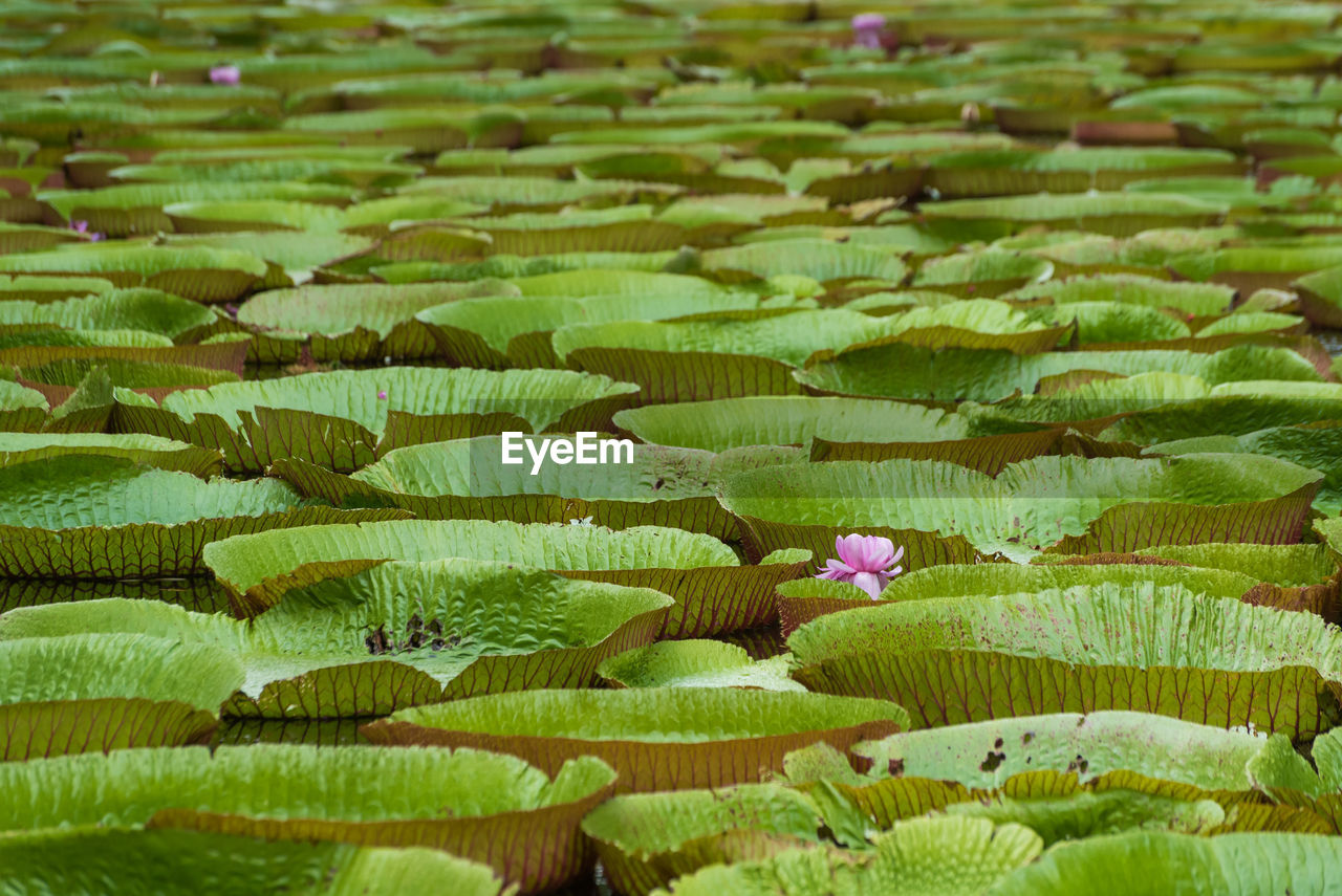 Full frame shot of lotus water lily