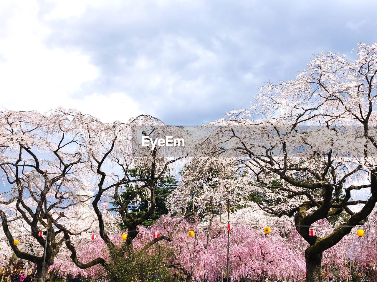 Low angle view of cherry blossoms against sky