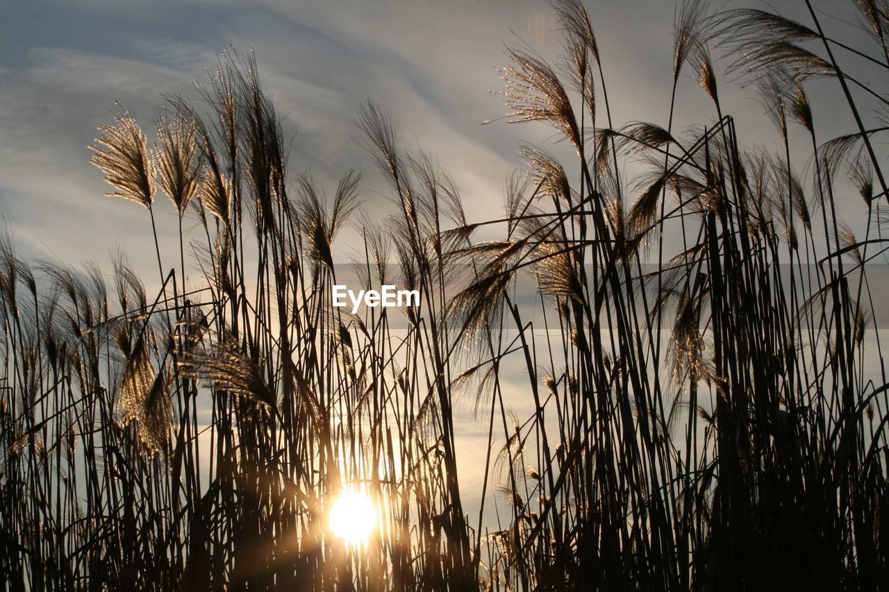 sky, plant, sunset, nature, beauty in nature, sun, landscape, sunlight, growth, tranquility, cloud, cereal plant, grass, land, crop, no people, environment, scenics - nature, agriculture, water, rural scene, field, silhouette, sunbeam, tranquil scene, outdoors, back lit, non-urban scene, idyllic, dramatic sky, lens flare, horizon, summer, reflection, tree, dusk, twilight, evening, close-up