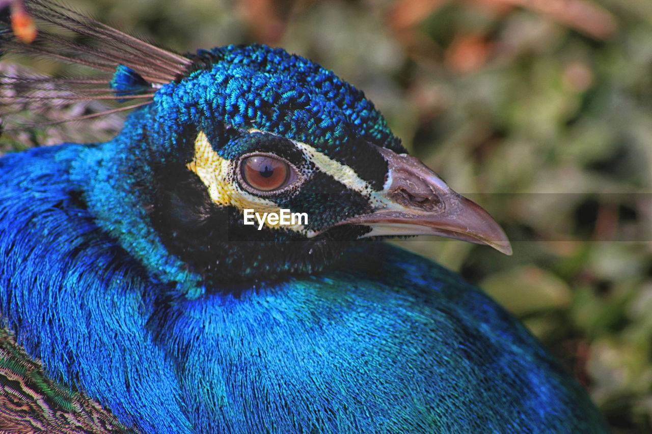 Close-up of a peacock