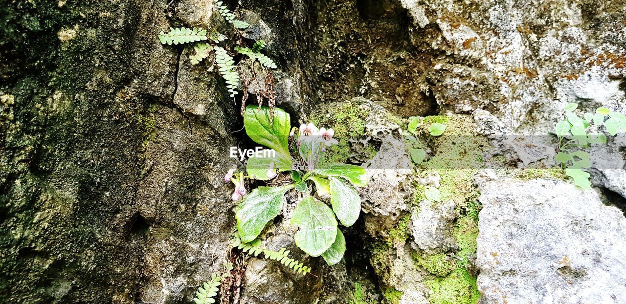 FULL FRAME SHOT OF MOSS GROWING ON TREE TRUNK