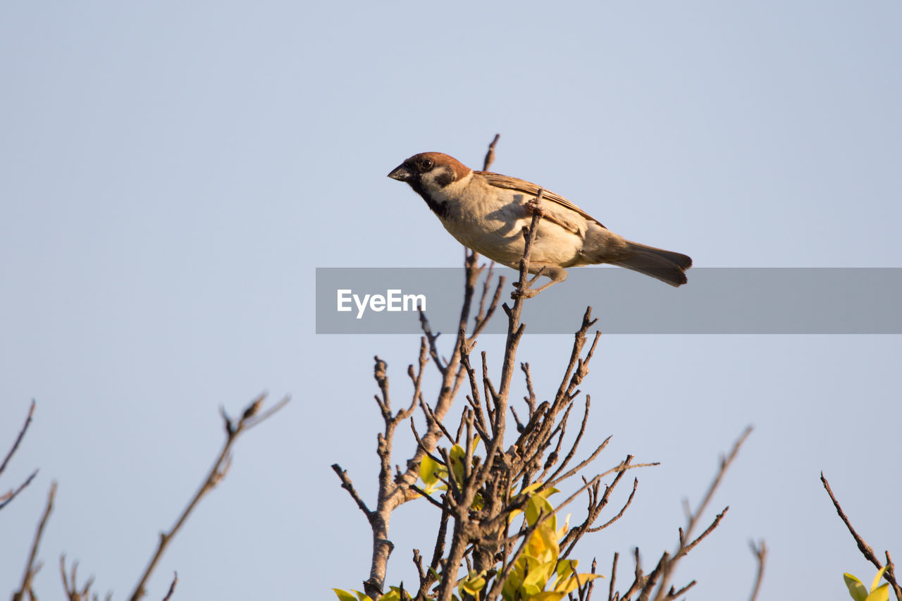 Low angle view of bird perching on branch against clear sky