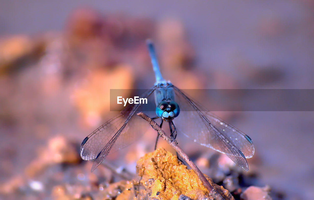 Dragonfly perched on soil