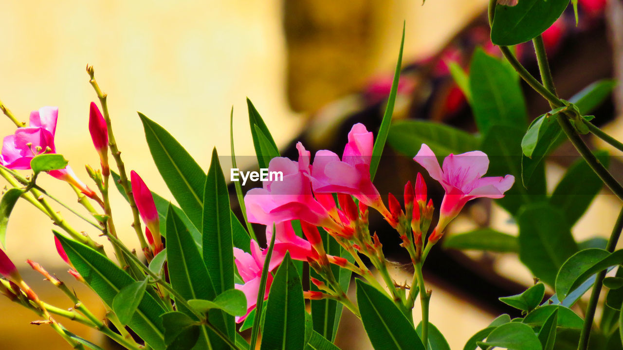 PINK FLOWERING PLANTS