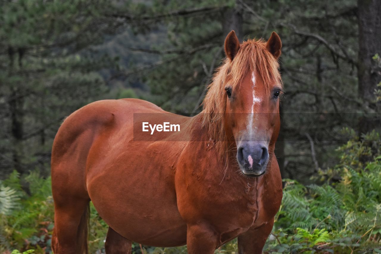 PORTRAIT OF HORSE STANDING IN FARM