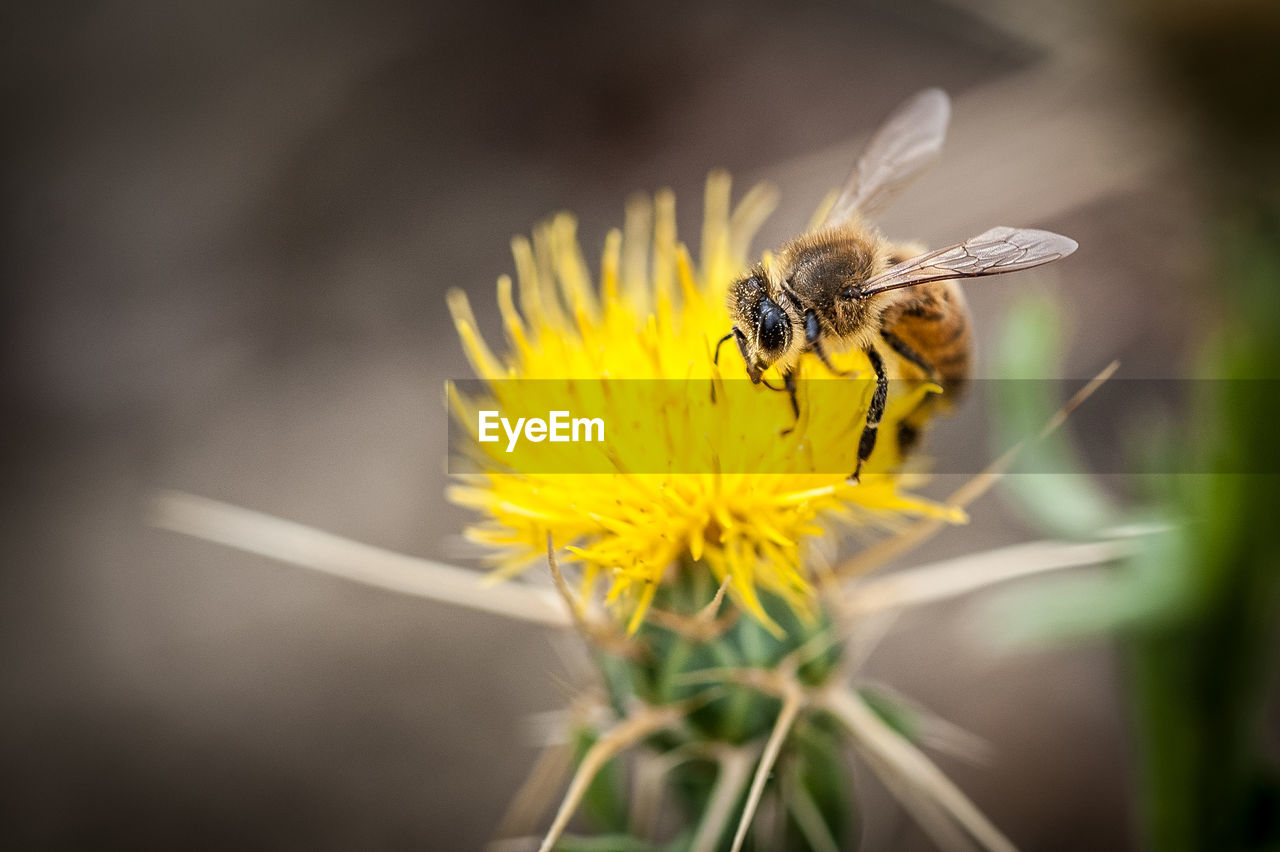 Close-up of bee pollinating on yellow flower