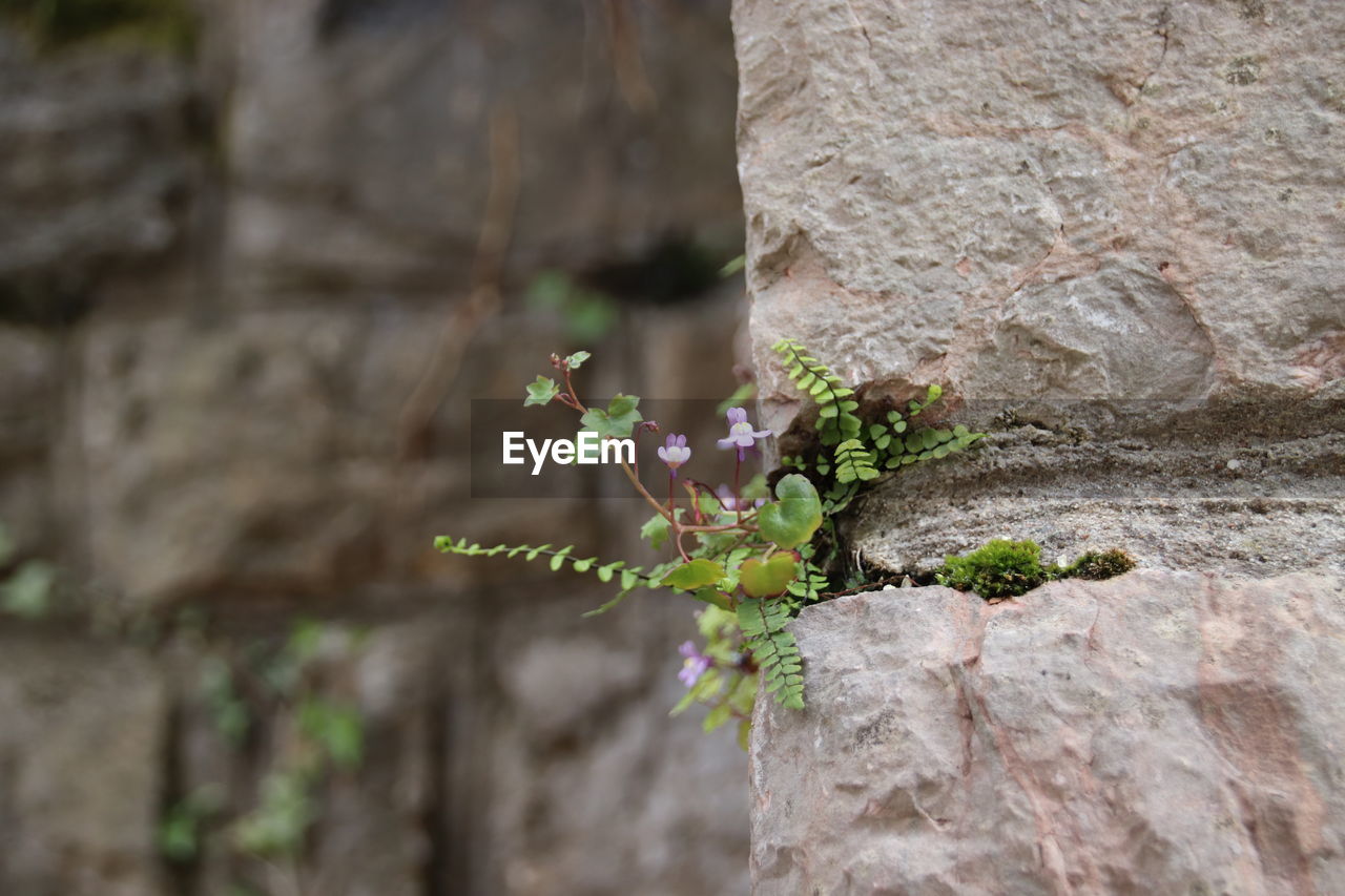 plant, nature, flower, no people, green, day, rock, tree, outdoors, close-up, beauty in nature, flowering plant, leaf, growth, animal, animal themes, soil, focus on foreground, animal wildlife, wall - building feature, tree trunk, selective focus, architecture, trunk, textured