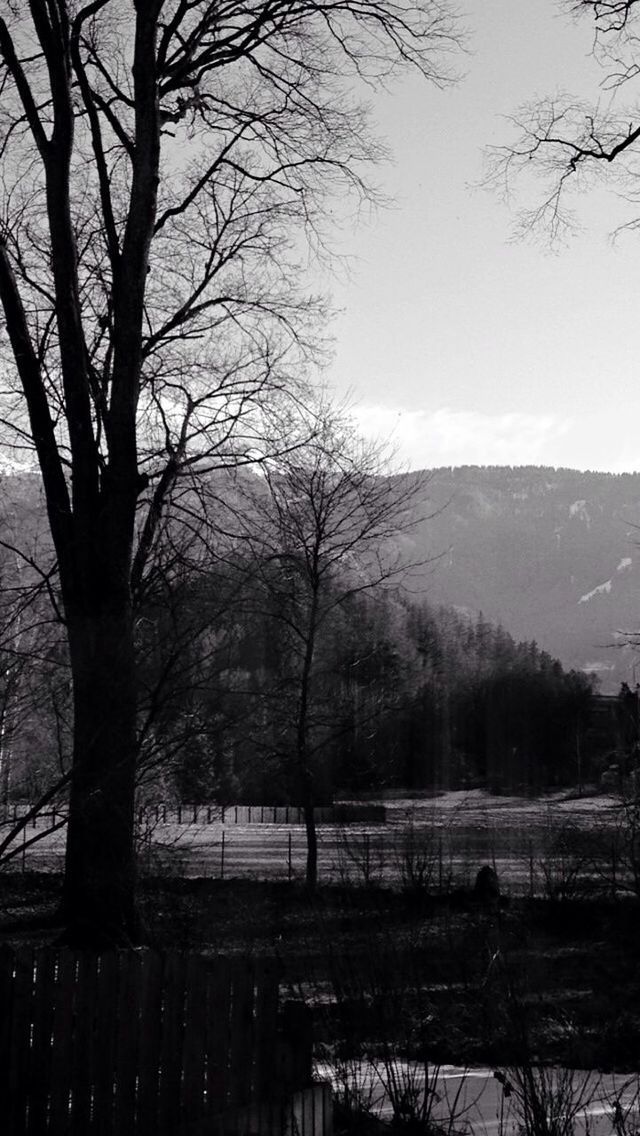 Bare tree against mountain