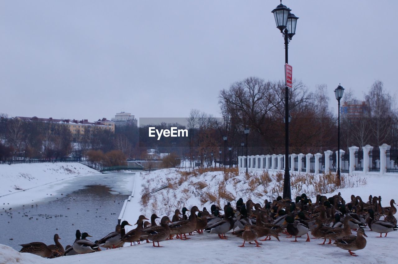 BIRDS IN WINTER AGAINST SKY
