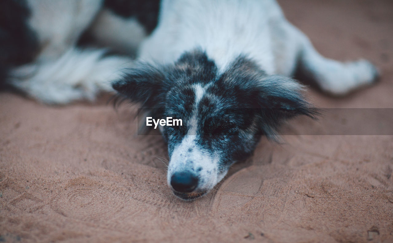 High angle view of dog resting on land