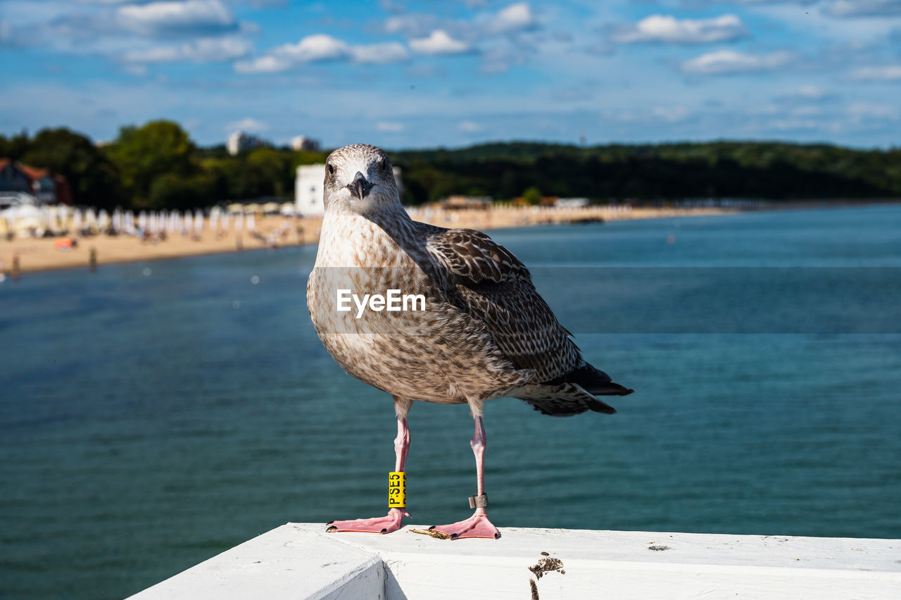 Close-up of seagull perching on wooden post