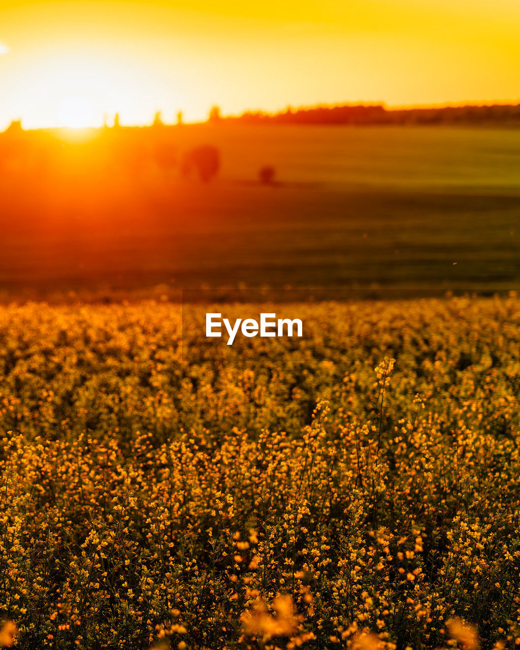 sky, landscape, sunset, beauty in nature, environment, yellow, plant, nature, land, scenics - nature, field, tranquility, sunlight, sun, horizon, tranquil scene, rural scene, agriculture, no people, orange color, gold, flower, freshness, idyllic, vibrant color, outdoors, cloud, flowering plant, growth, dramatic sky, non-urban scene, summer, sunbeam, grass, crop, multi colored, back lit, urban skyline, plain, farm, food, meadow, horizon over land, dusk, backgrounds, lens flare, twilight, travel destinations, springtime, prairie, red