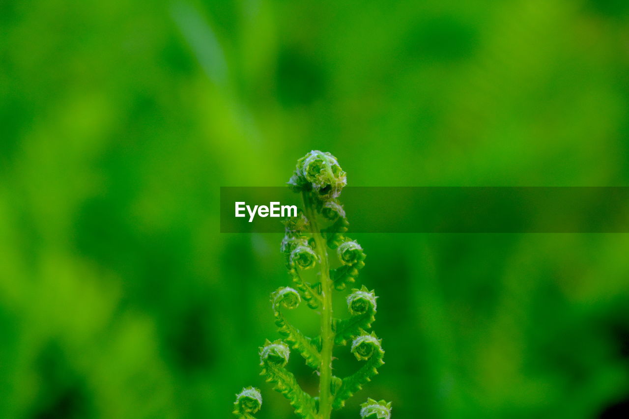 CLOSE-UP OF WATER DROPS ON PLANT OUTDOORS