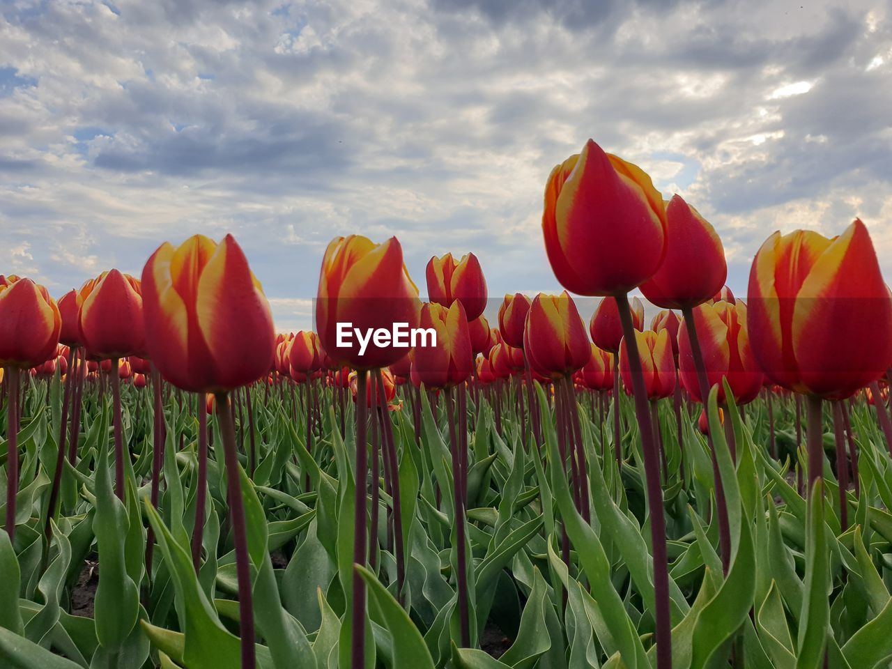 VIEW OF TULIPS ON FIELD AGAINST SKY