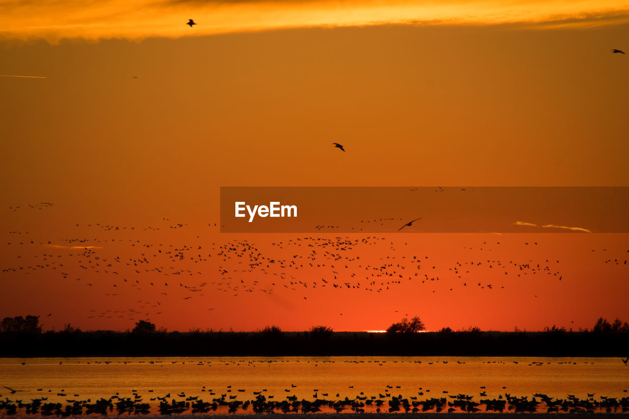 BIRDS FLYING OVER SEA DURING SUNSET