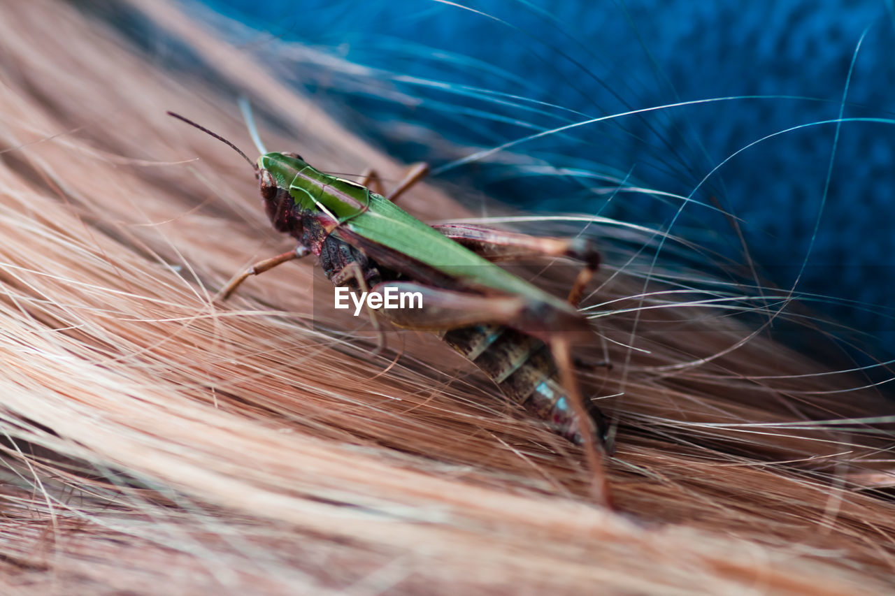 Close-up of insect on human hair