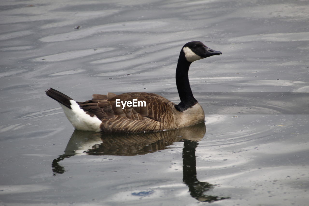 DUCK SWIMMING IN LAKE