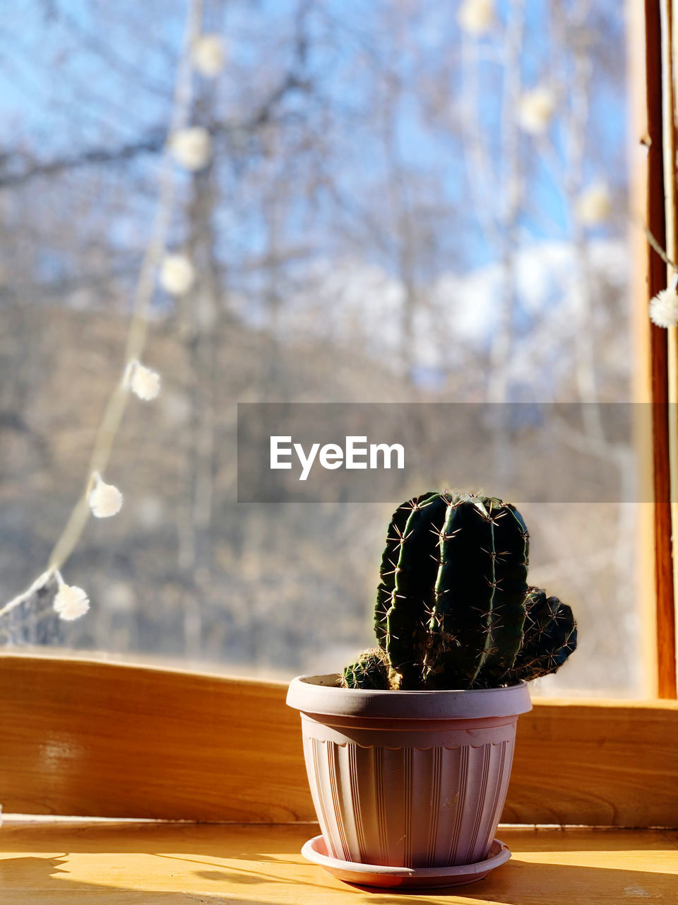 CLOSE-UP OF POTTED CACTUS PLANT