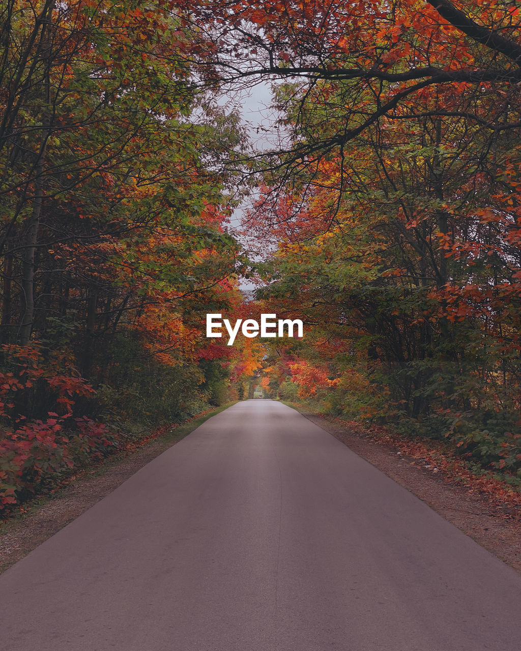A long, straight road through a colorful forest in autumn among the trees.